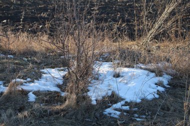 Yerdeki kuru çimenler karla kaplıydı.