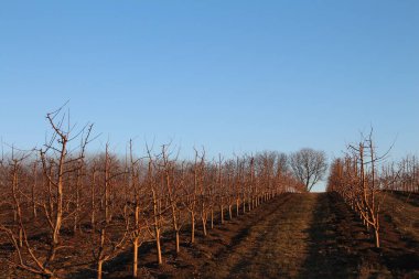 İlkbaharda elma ağacı