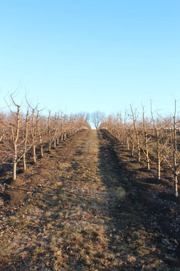 Kışın elma ağaçları