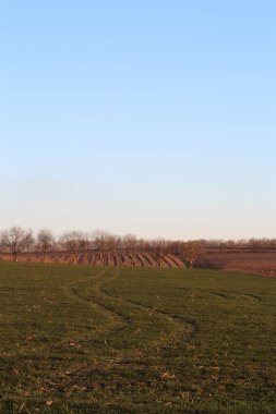 a beautiful shot of a field of wheat in the countryside