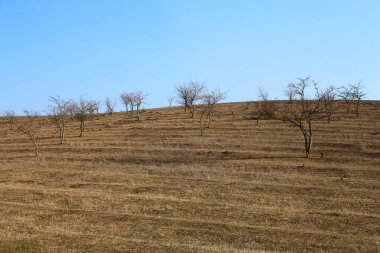 Nisan 'da bahar ağaçları