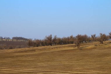 Ağacı ve tarlası olan güzel bir manzara.