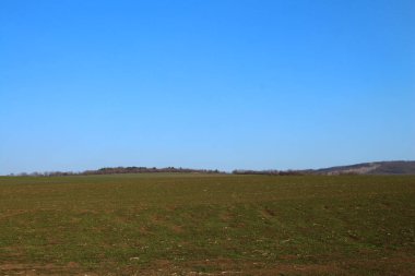 Yeşil buğday tarlası ve bulutlu mavi gökyüzü