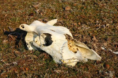 Çimlerde ölü beyaz tavşan