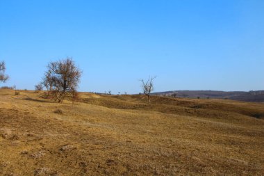 Ağacı ve dağı olan güzel bir manzara.
