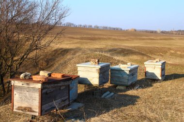 Çayırda arı kovanı