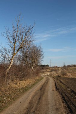 Kırsal yolun ortasında yalnız bir ağaç.