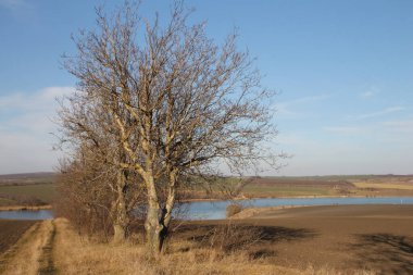Tarladaki güzel bir ağaç görüntüsü.