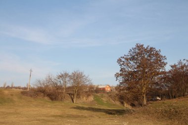 bahar manzarası, ağaçlar ve çimenler