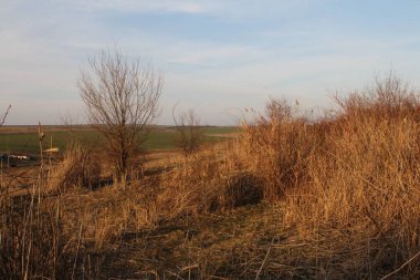 Açık mavi gökyüzünün altında ağaçlarla dolu güzel bir tarla manzarası