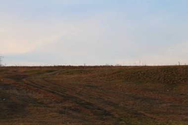Ormandaki kuru bir çim tarlası.