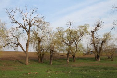 Bir ağaç bahar manzara