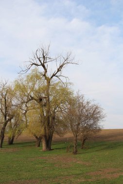 İlkbaharda ağaçlar, bitki ve doğa