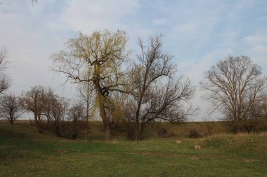 Doğanın güzel manzarası