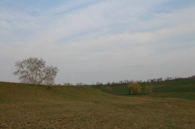 Ağaçlı ve ağaçlı güzel bir manzara.
