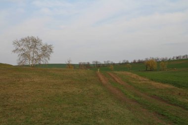 bir ağaç ve bir tarla ile bahar manzarası
