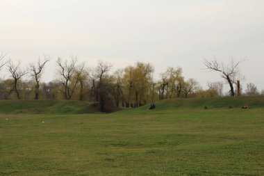 Bir çimen manzarası
