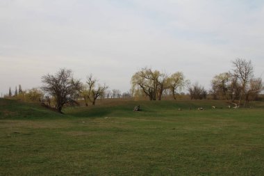 Gündüzleri ağaçların ve tarlanın manzarası