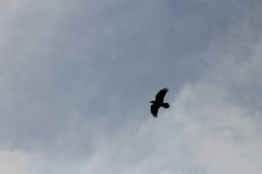 Gökyüzünde kara bir kuş