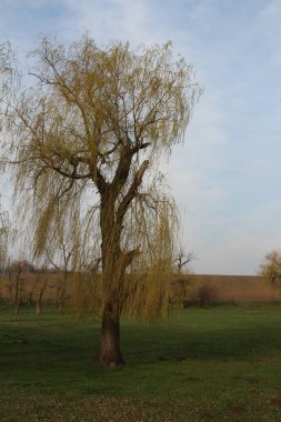 Güzel bir manzara Ağacı ve mavi gökyüzü