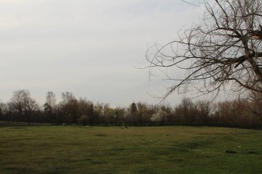 Ağaçlar ve parktaki çimenler..