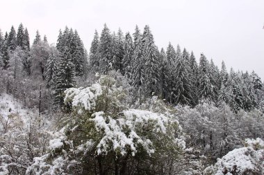 Kar- ormandaki ağaçlar