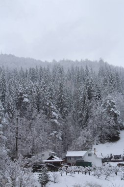 Ormandaki dağların güzel manzarası
