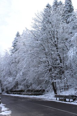 Karla kaplı ağaçlarla kaplı kış manzarası