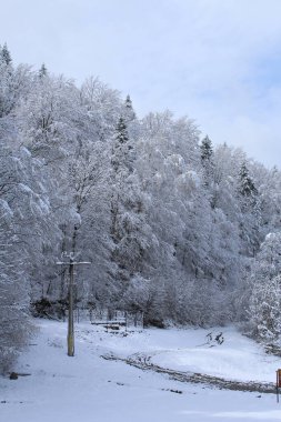 Karla kaplı ağaçlarla kaplı güzel kış manzarası