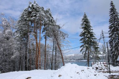Karla kaplı ağaçlarla kaplı kış manzarası