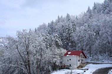 Ormandaki kışlık dağ manzarası