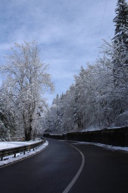 Kış ormanında yol
