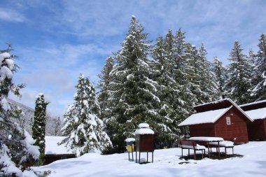 Güzel kış manzarası, karla kaplı ağaçlar.
