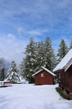 Karla kaplı ağaçlarla kaplı kış manzarası
