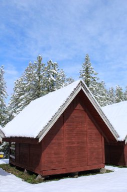 Karla kaplı ağaçlarla kaplı kış manzarası