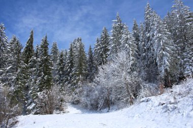 Karla kaplı ağaçlarla kaplı kış manzarası