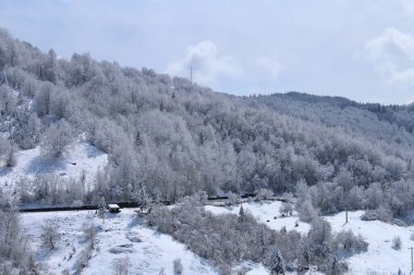 Ormanda karla kaplı ağaçlar