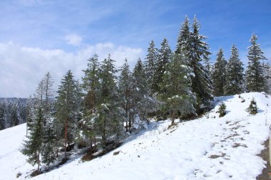 Karla kaplı ağaçlarla kaplı kış manzarası