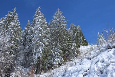 Kar altındaki İsviçre dağlarında kış manzarası