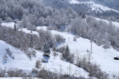 Karla kaplı ağaçlarla kaplı kış manzarası