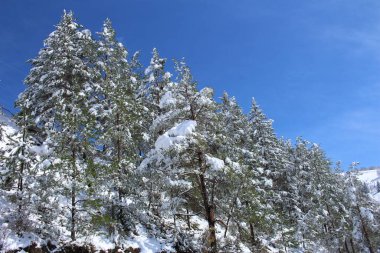 Karla kaplı ağaçlarla kaplı kış manzarası