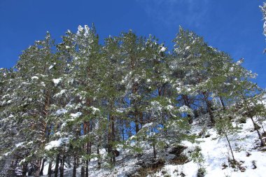 Kış Ormanında Karla Kaplanmış Ağaçlar