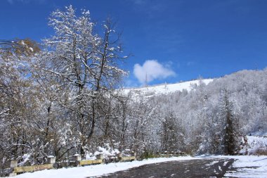 Karla kaplı ağaçlarla kaplı güzel kış manzarası