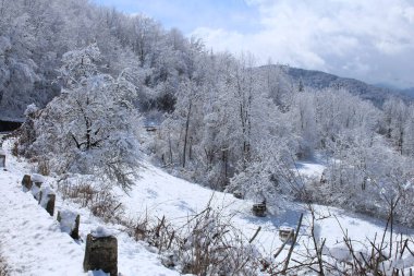 Karla kaplı ağaçlarla kaplı kış manzarası