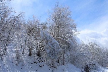 Kış Ormanında Karla Kaplanmış Ağaçlar