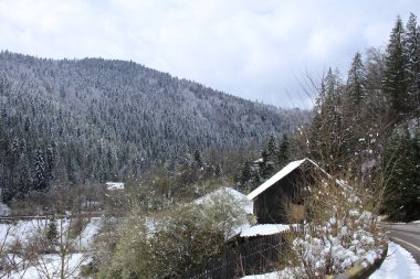 Karla kaplı ağaçlarla kaplı kış ormanı