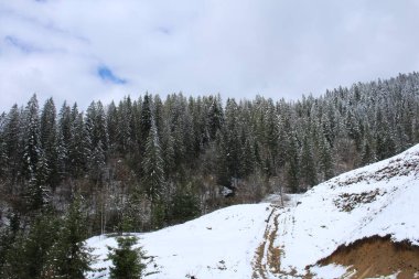 Kışın karla kaplı dağ ormanı.