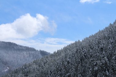 Kış Ormanında Karla Kaplanmış Ağaçlar