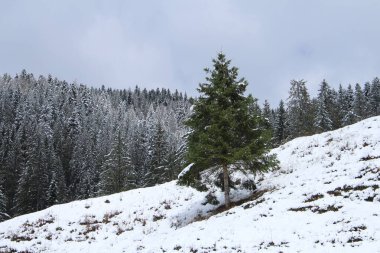 Kar üzerinde güzel kış ormanı