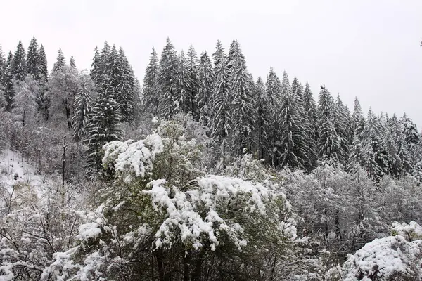 Kar- ormandaki ağaçlar